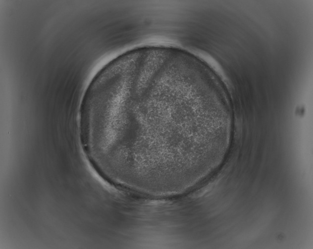 X0000092081335200710101032