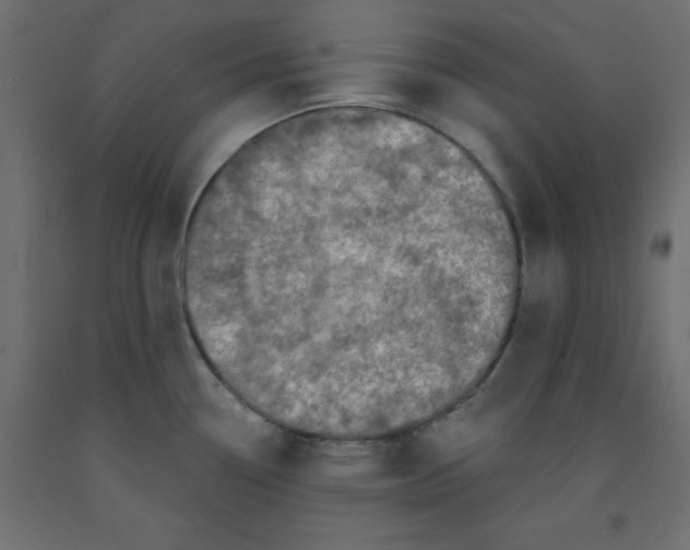 X0000092081338200710101032