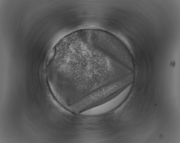 X0000092081382200710101031