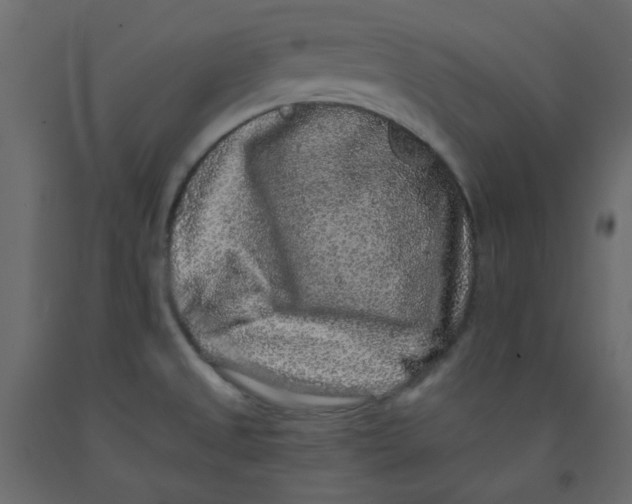 X0000092081525200710101029