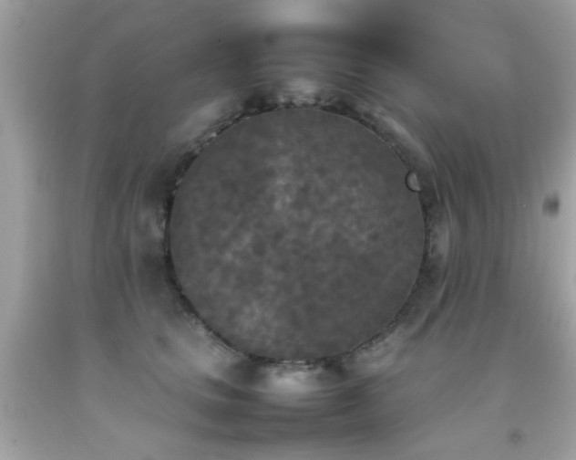 X0000092090661200709121514