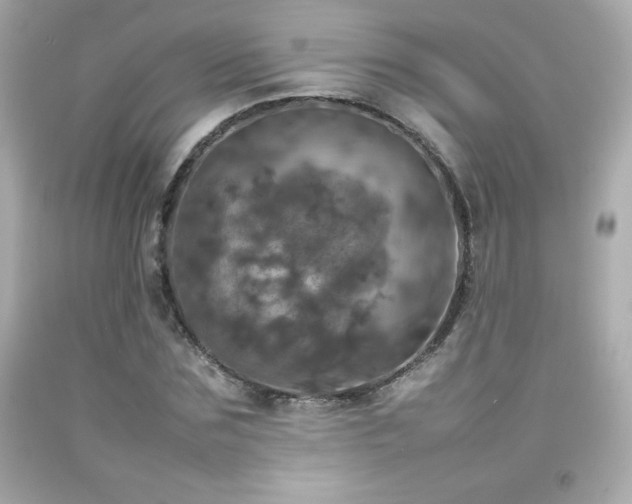 X0000092090875200709121510