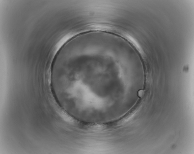 X0000092090891200709121510