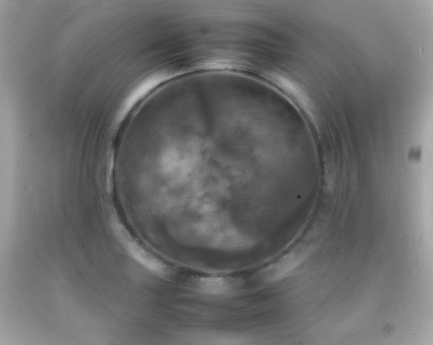 X0000092091227200709121506