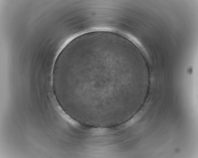 X0000092091236200709121506