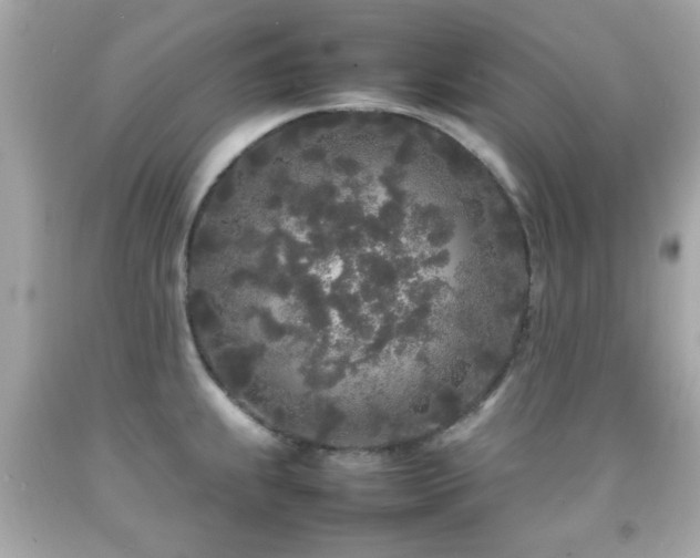 X0000092091239200709121506