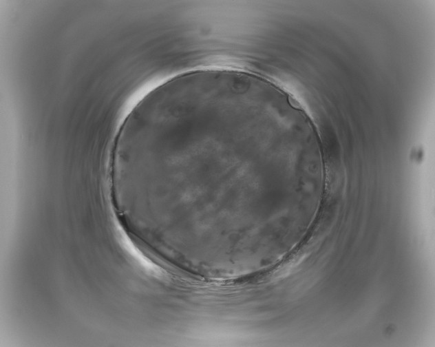 X0000092091387200709121504