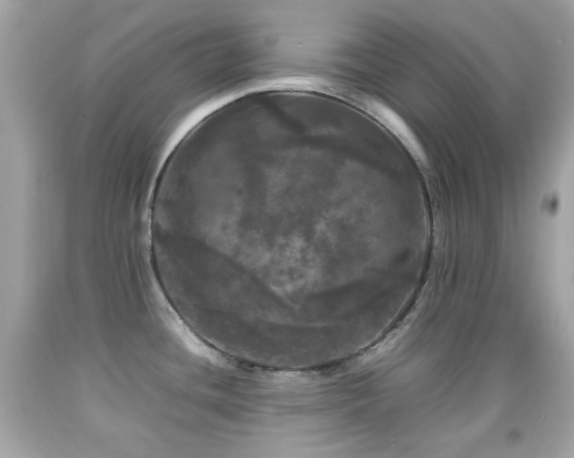 X0000092091436200709121503