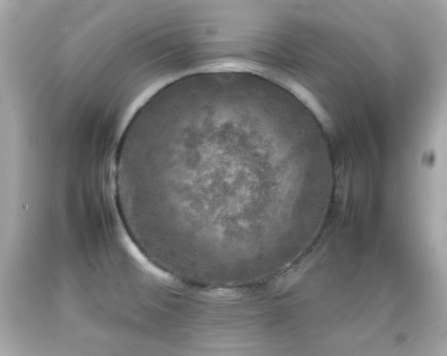 X0000092091476200709121502