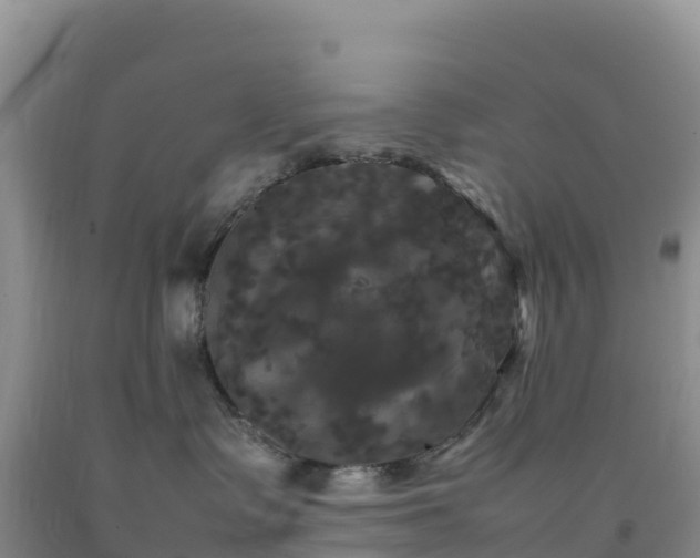 X0000092090335200709191250