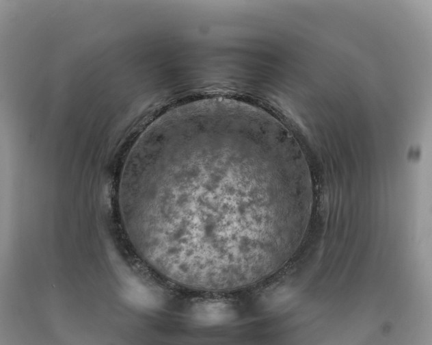 X0000092090643200709191246