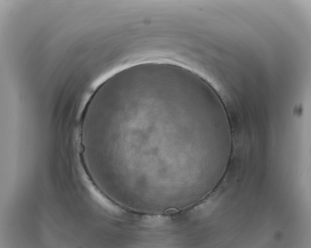 X0000092091526200709191235