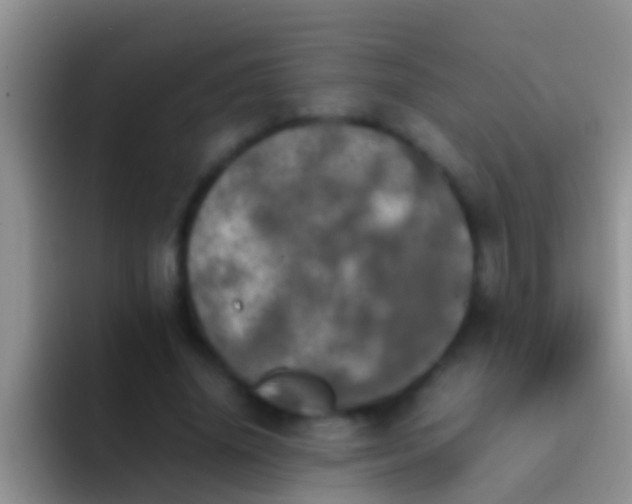 X0000092090636200709262124