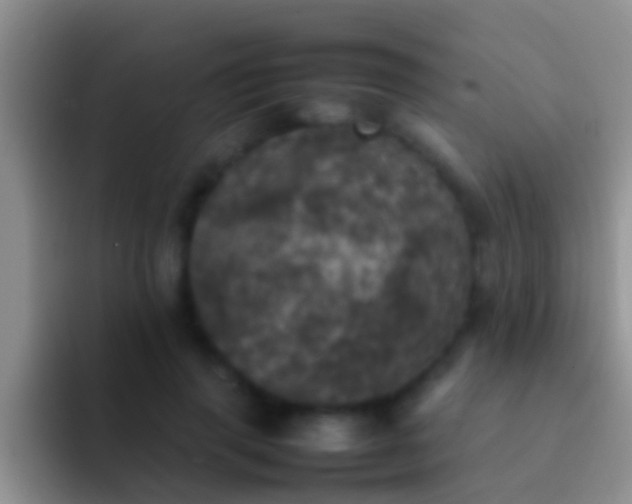 X0000092090645200709262124