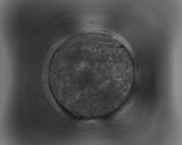 X0000092090433200710031157