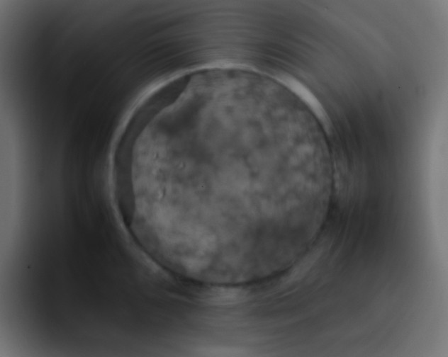 X0000092091096200710031150