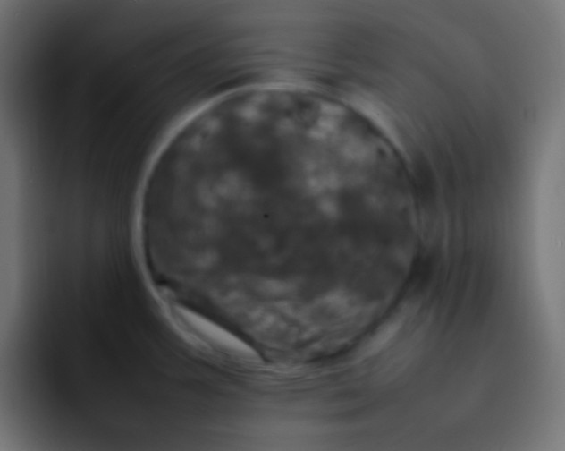 X0000092091387200710031146