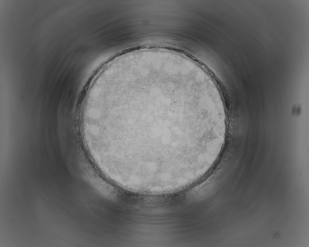 X0000092090832200710101059