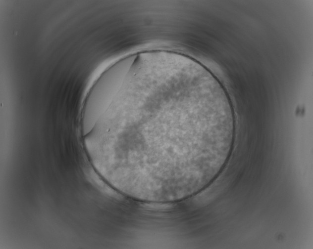 X0000092091296200710101053