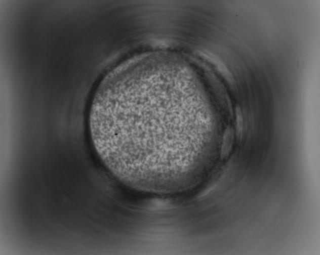 X0000092100496200710031215