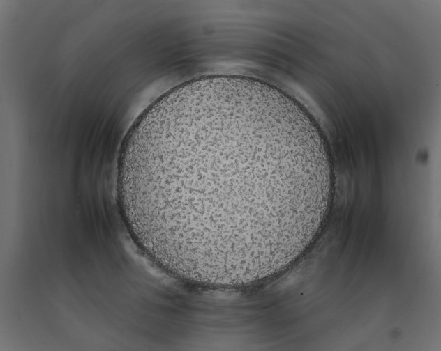 X0000092100994200710101118