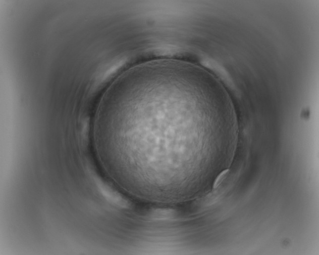 X0000092110066200709191336