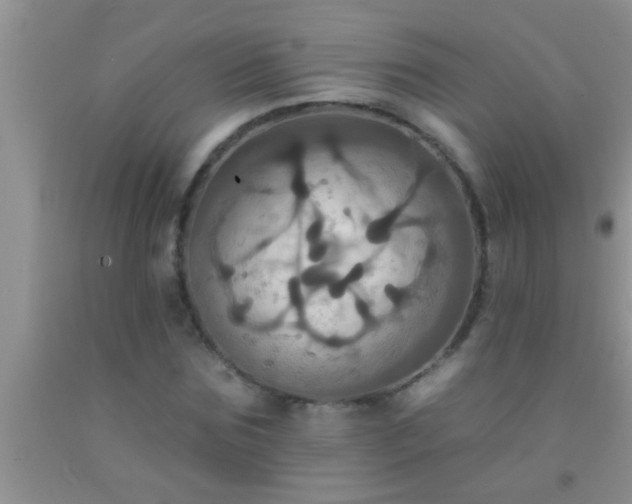 X0000092110875200709191326