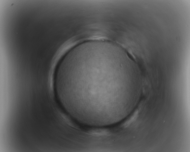 X0000092110296200709262204