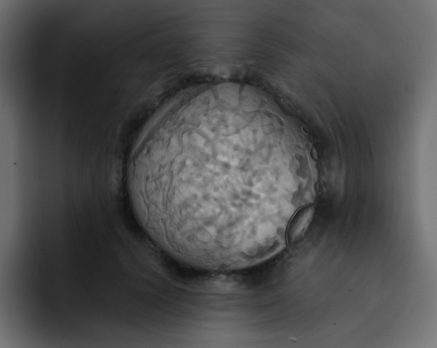 X0000092110656200710031231