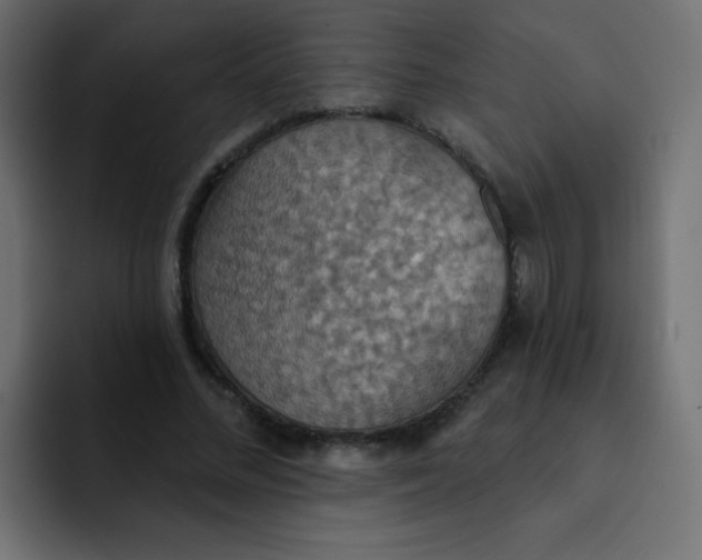 X0000092110684200710031231