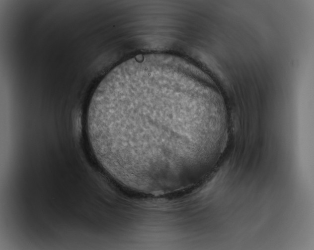 X0000092110685200710031231