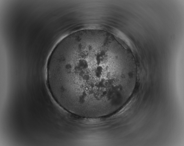 X0000092211095200709210945