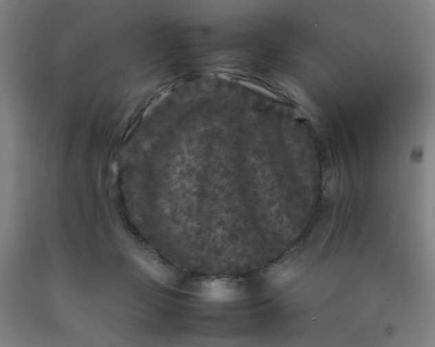 X0000092210365200709281028