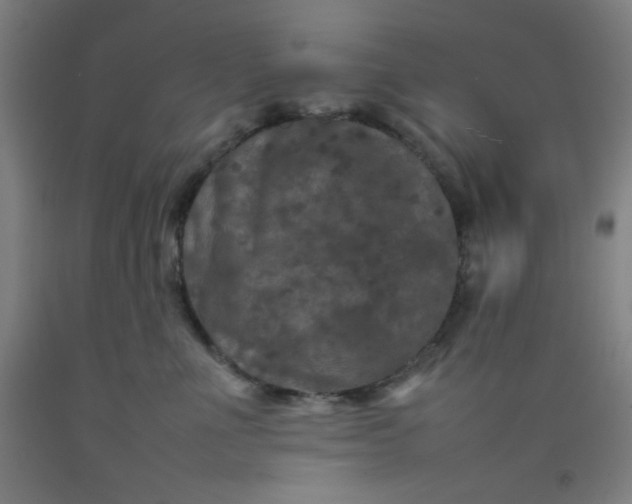 X0000092210523200709281026