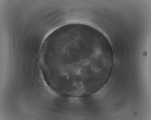 X0000092211529200709281012