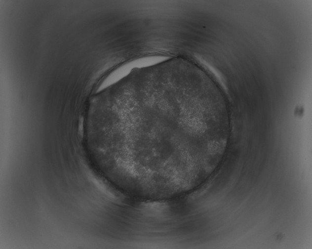 X0000092210067200710051145