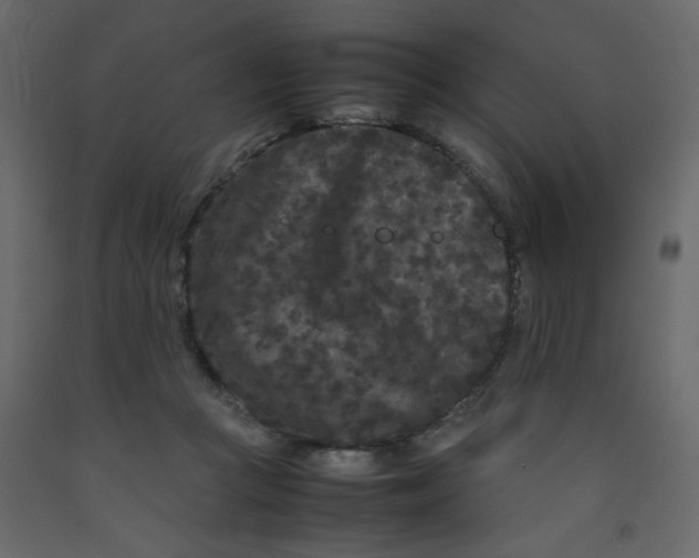 X0000092210361200710051142