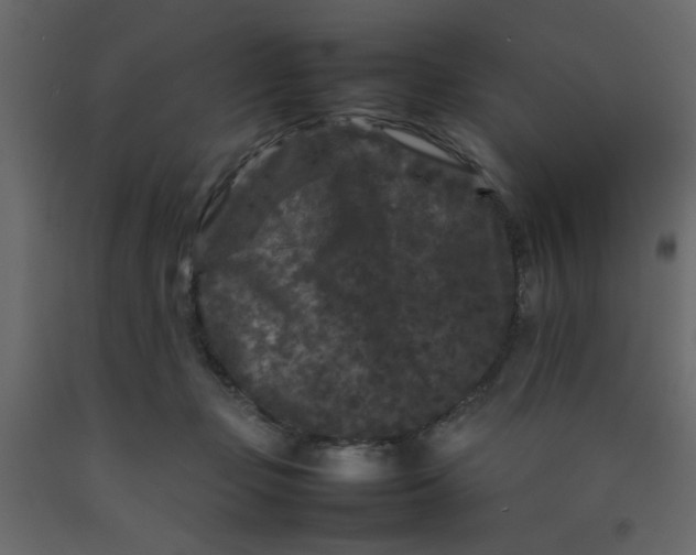 X0000092210365200710051142