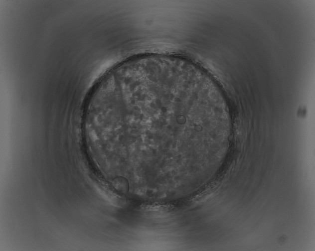 X0000092210679200710051137