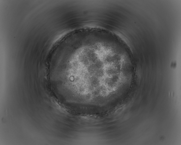 X0000092210823200710051135