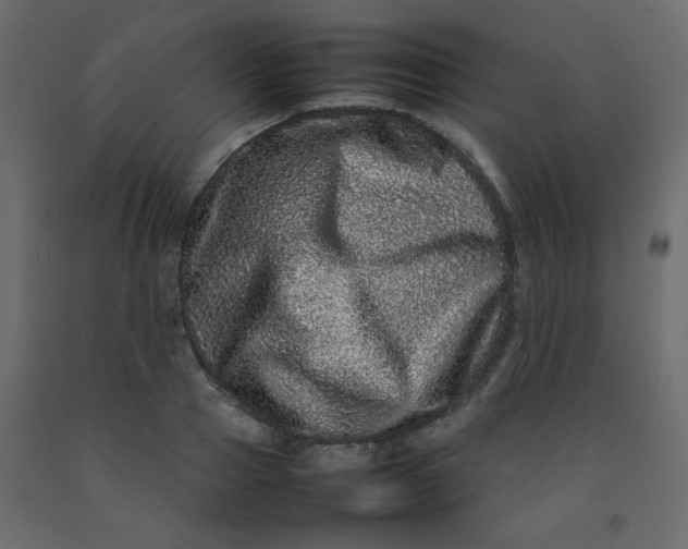 X0000092210937200710051134