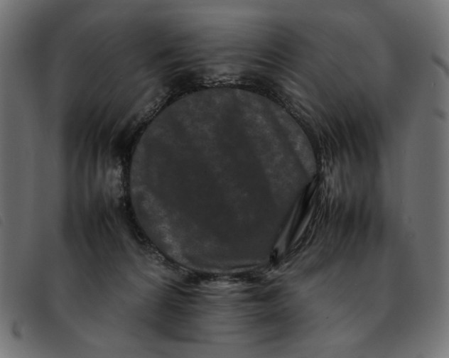 X0000092210224200710121135