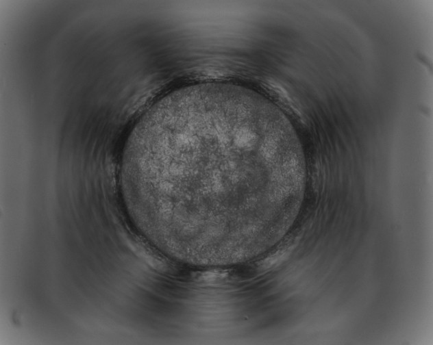 X0000092210366200710121134