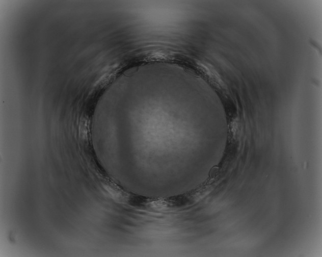 X0000092210423200710121133