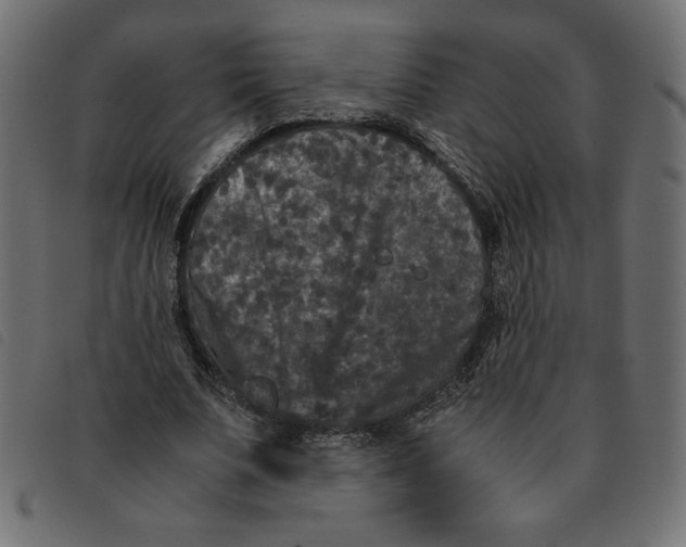 X0000092210679200710121129