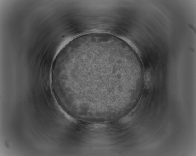 X0000092211294200710121121