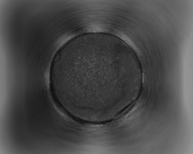 X0000092220438200709211010