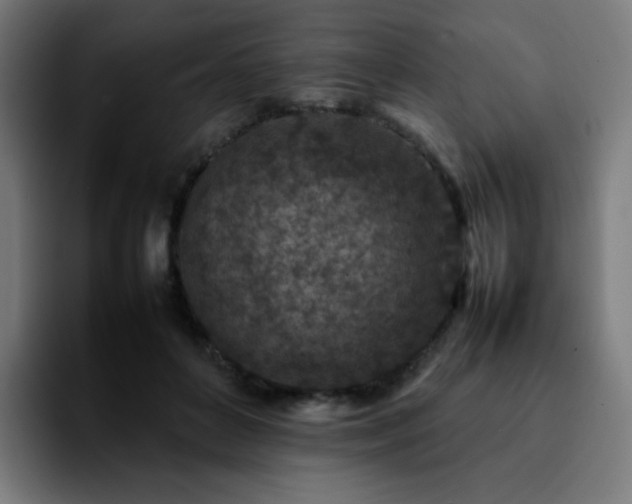 X0000092220504200709211010