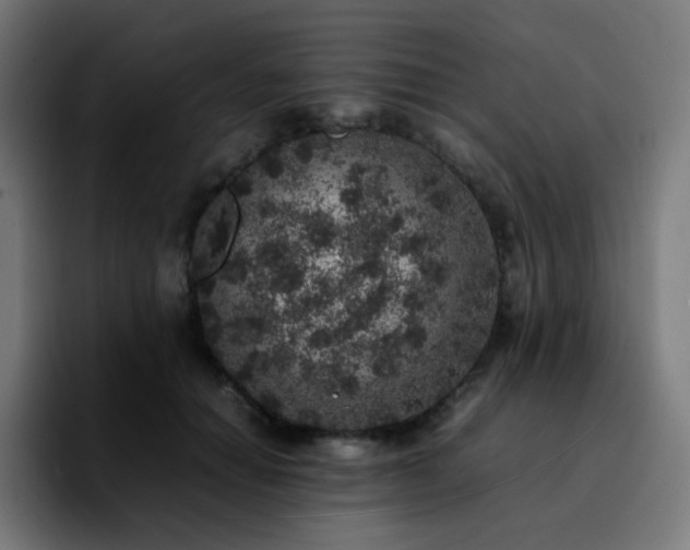 X0000092220654200709211008