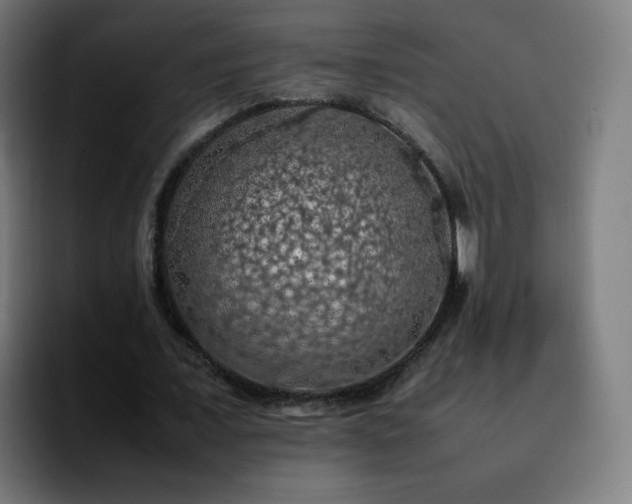 X0000092220675200709211008